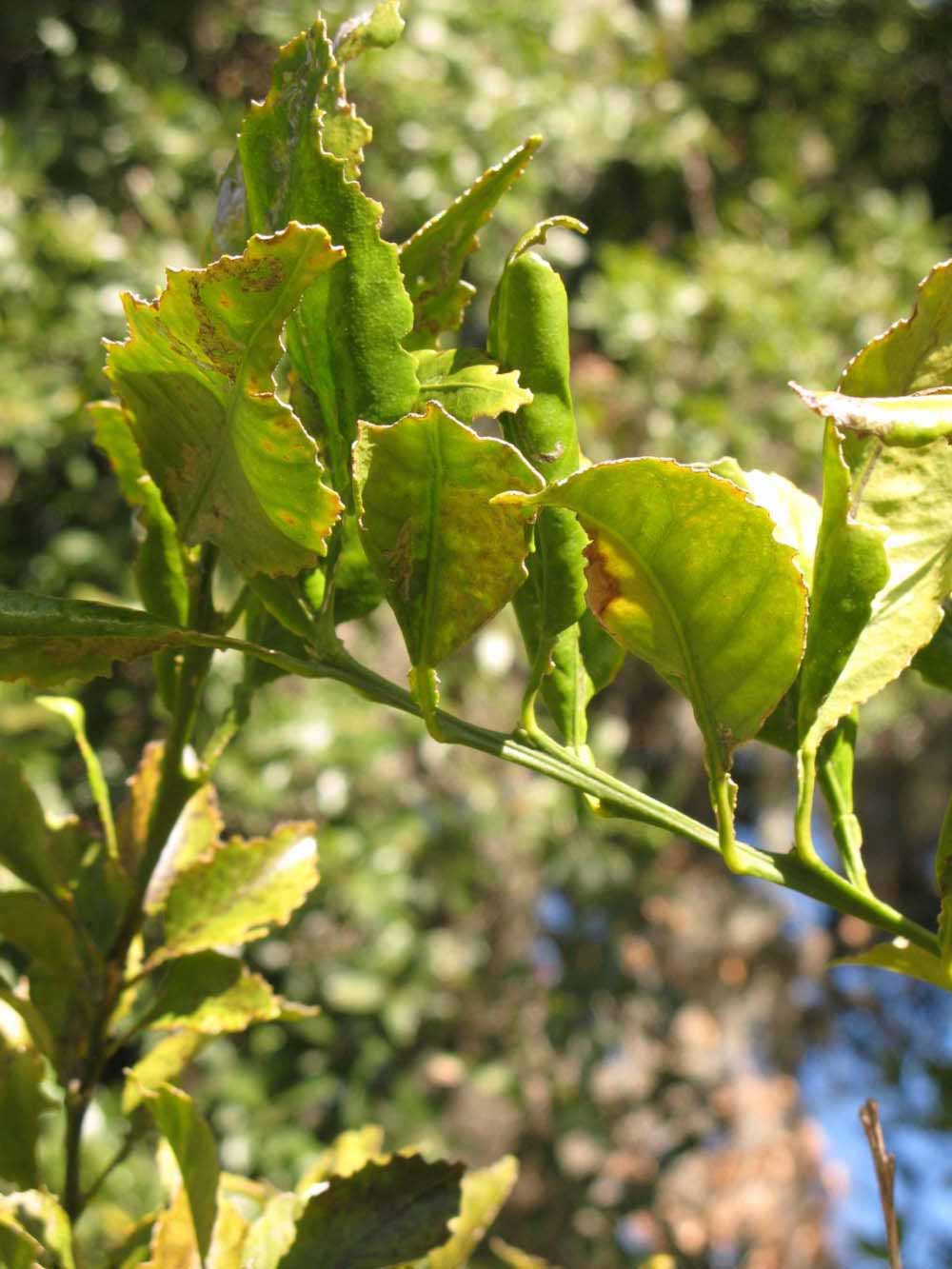            Sun leaves (Winter Haven, FL)   